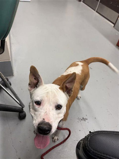 SARAH - American Pit Bull Terrier available for adoption