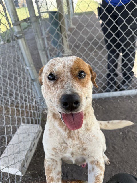 ODIE - Australian Cattle Dog/Blue Heeler available for adoption