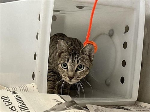 HARLY QUINN - Domestic Short Hair available for adoption