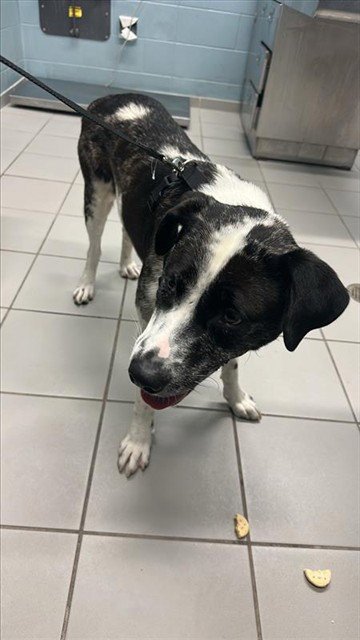 SORA - Akita available for adoption