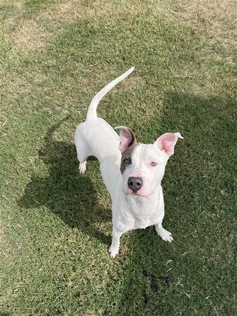 BARK TWAIN - American Pit Bull Terrier available for adoption