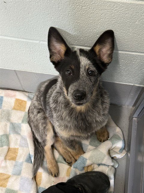 BLUEBELLE - Australian Cattle Dog/Blue Heeler available for adoption