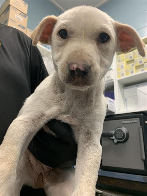 FREYA - German Shepherd Dog / American Pit Bull Terrier available for adoption