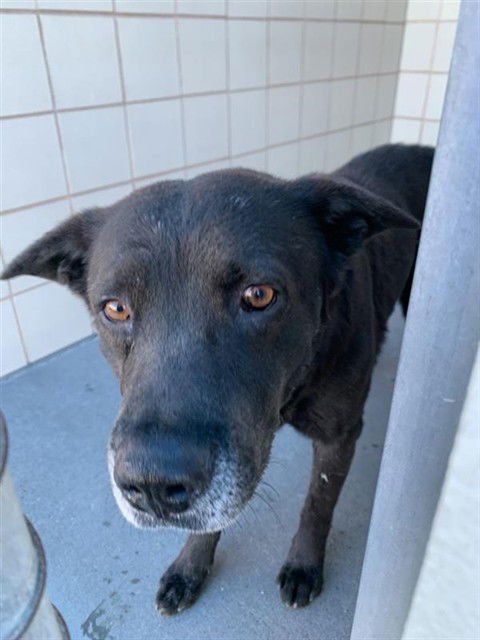 BLACKY - Labrador Retriever available for adoption
