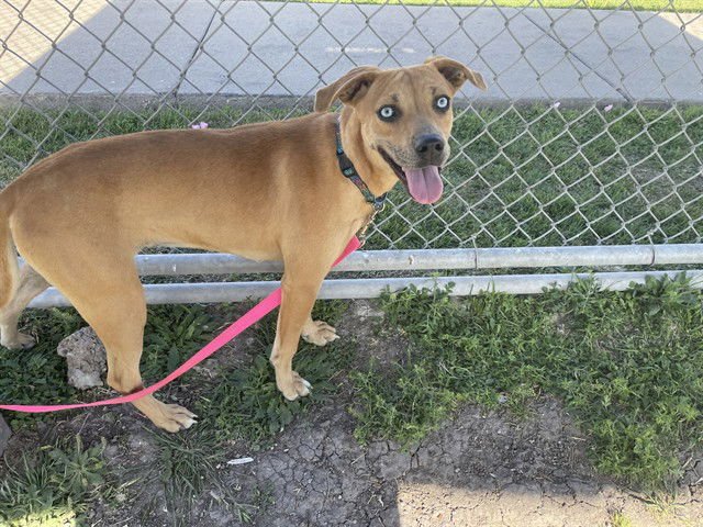 GRETAL - Labrador Retriever available for adoption