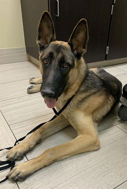 SARGE - German Shepherd Dog / Belgian Shepherd Laekenois available for adoption