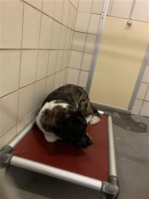 YUKI - Akita available for adoption