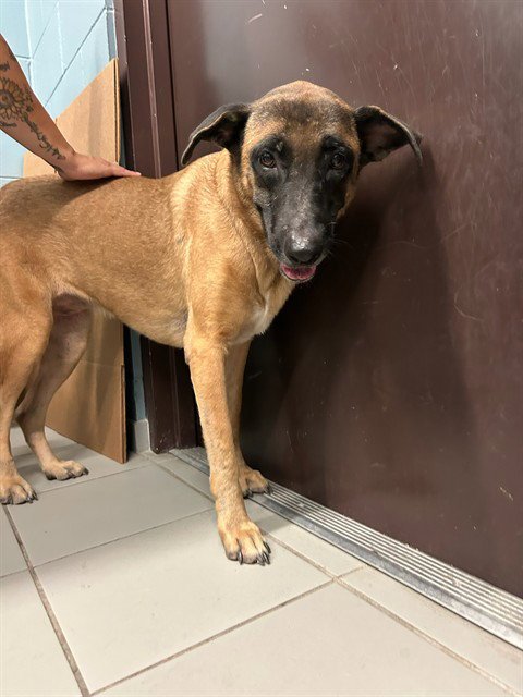 BLONDIE - German Shepherd Dog available for adoption