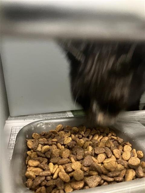 TRIX - American Shorthair available for adoption