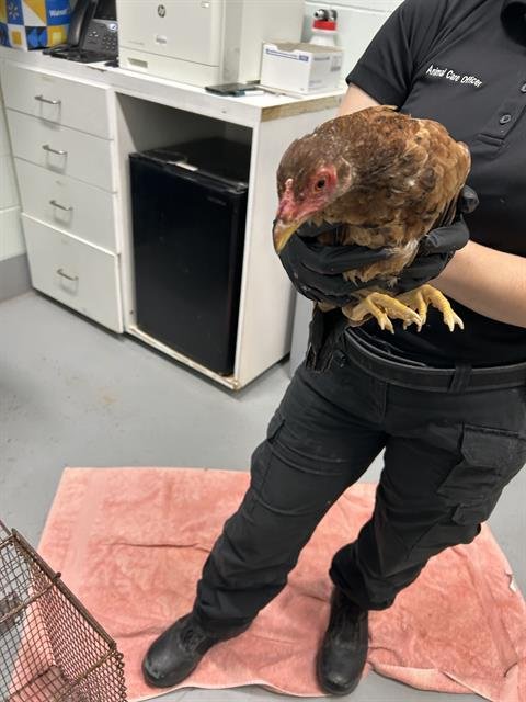 CHICKEN #5 - Chicken available for adoption