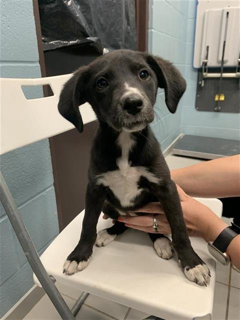 MARBLE - Miniature Pinscher / Border Collie available for adoption