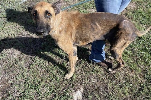 KING - German Shepherd Dog available for adoption