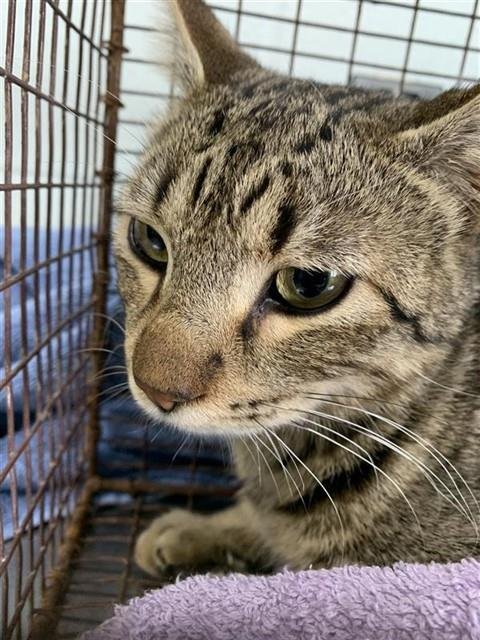 NINI - Domestic Short Hair available for adoption