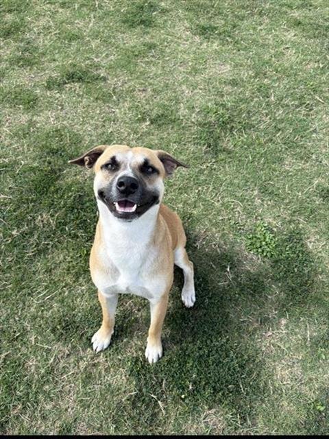 FIZZ - Rat Terrier available for adoption