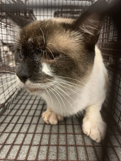 FRANKY - Siamese available for adoption