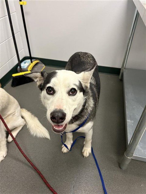 NENA - Labrador Retriever available for adoption