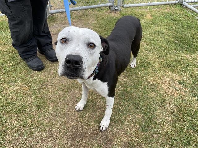 PERIWINKLE - American Pit Bull Terrier available for adoption