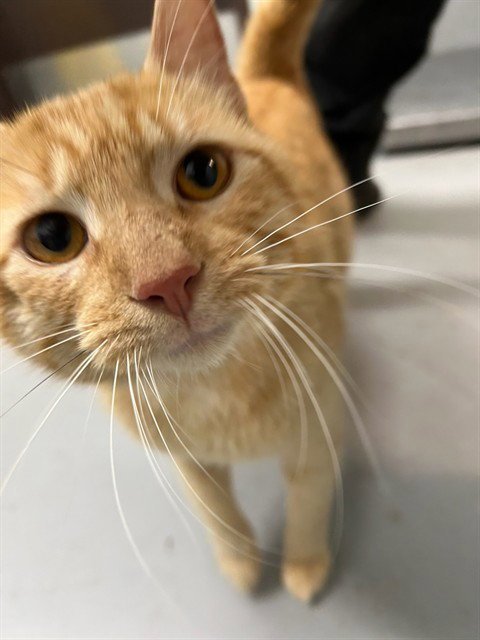 TROUT - Domestic Short Hair available for adoption