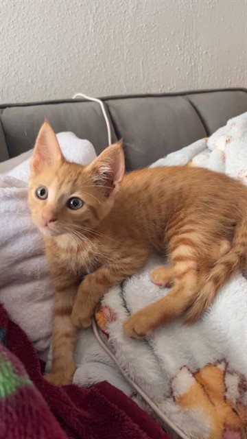 OSCAR - Domestic Short Hair available for adoption