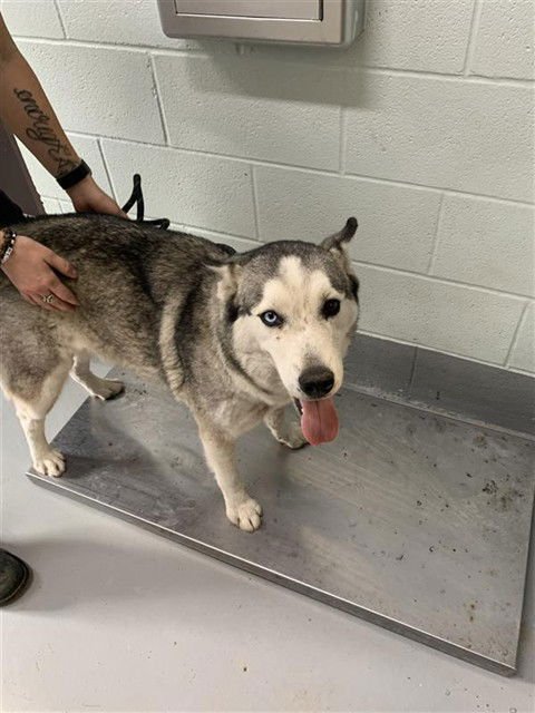 ATHENA - Siberian Husky available for adoption