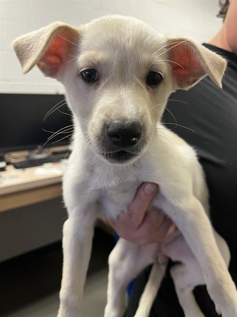 ARIEL - Labrador Retriever available for adoption