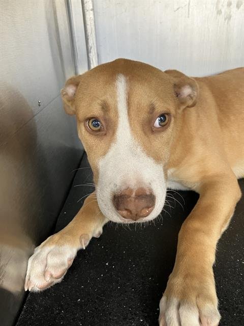 CLARENCE - Labrador Retriever available for adoption