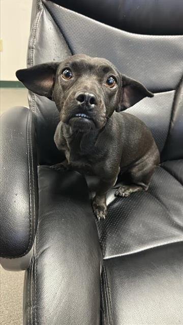 TONYA - Dachshund available for adoption