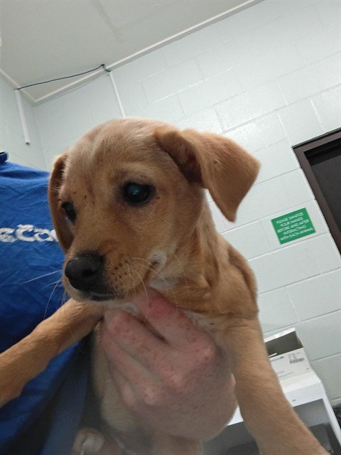 CASPER - Chihuahua available for adoption