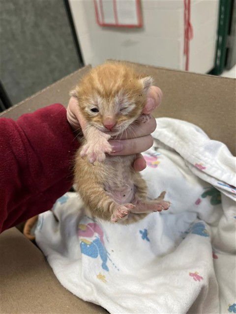 KENNY - Domestic Short Hair available for adoption