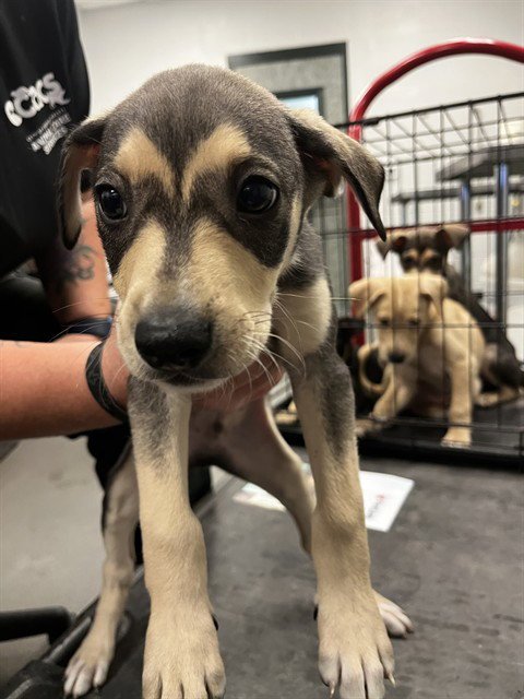RAY - Labrador Retriever available for adoption
