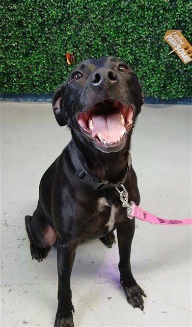 RALPH - Labrador Retriever for adoption in Corpus Christi