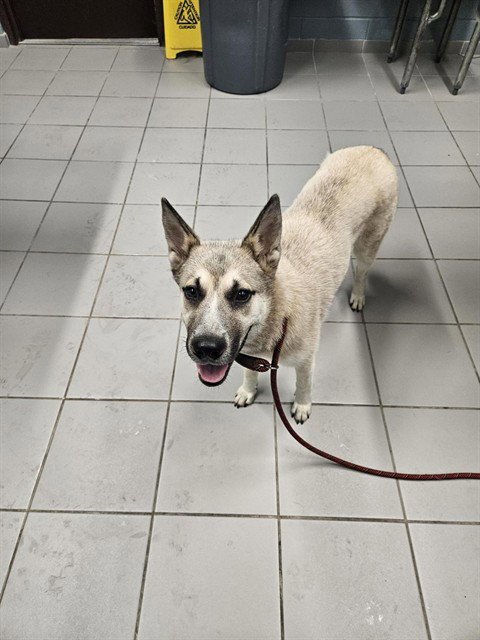 TOPO CHICO - German Shepherd Dog / Husky available for adoption