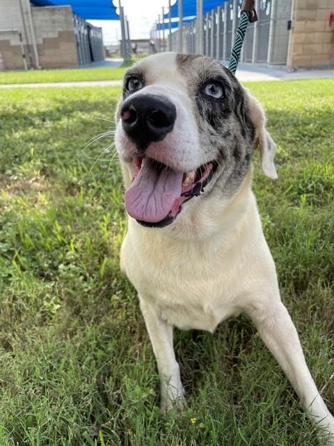 ANGEL - Australian Cattle Dog/Blue Heeler available for adoption
