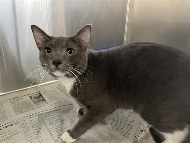 MAVERICK - Domestic Short Hair available for adoption