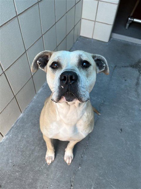 NALA (PRECIOUS) Image