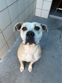 NALA (PRECIOUS) - Photo 1