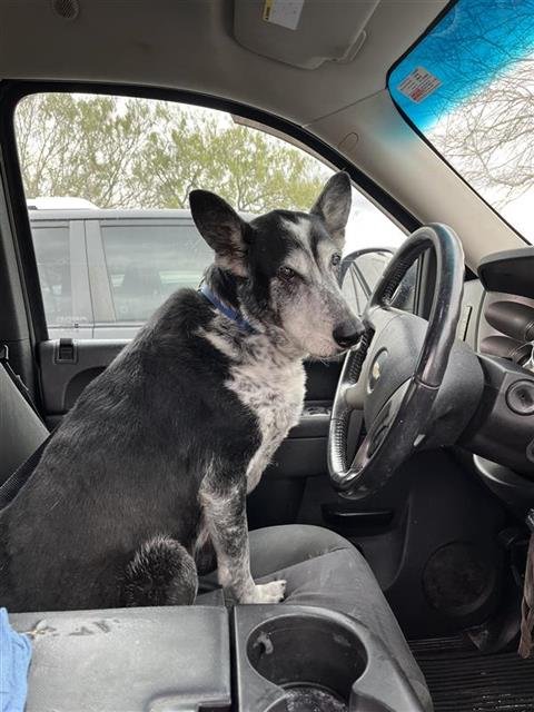 MAJOR SPECKL - German Shepherd Dog available for adoption