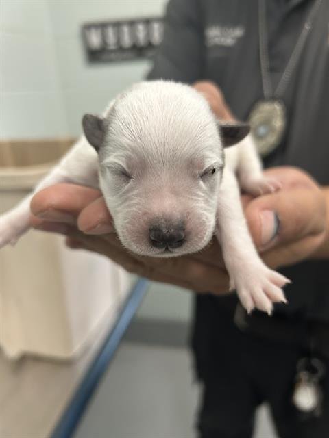 JD - Australian Cattle Dog/Blue Heeler available for adoption