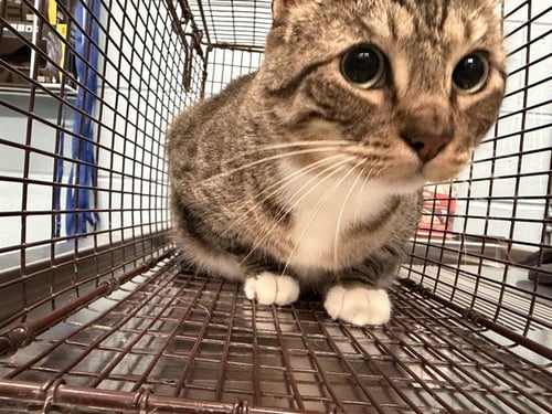 HOMIE - Domestic Short Hair for adoption in Corpus Christi