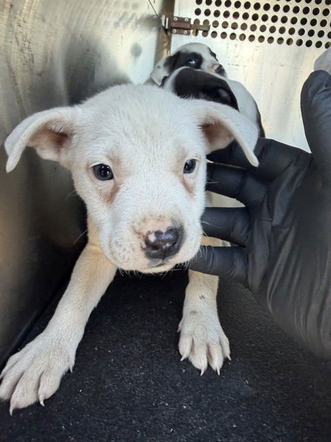 PRINCESSA - American Pit Bull Terrier available for adoption