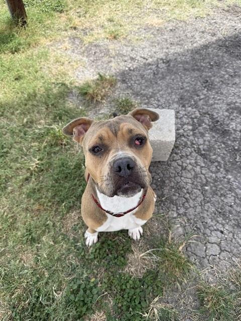 VADER - American Pit Bull Terrier available for adoption
