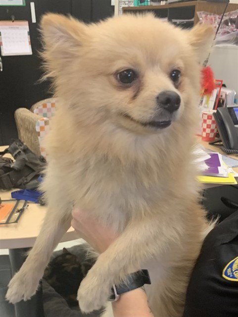 GATSBY - Pomeranian available for adoption