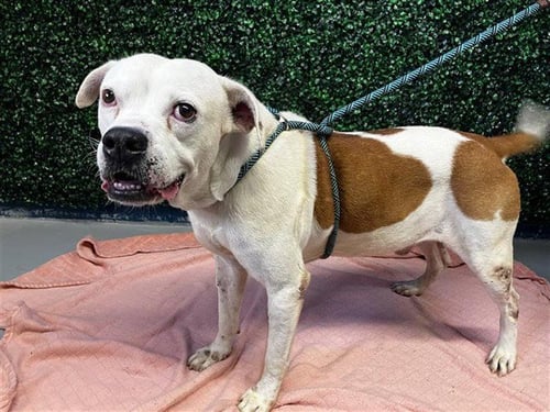 CLIFFORD - American Pit Bull Terrier available for adoption