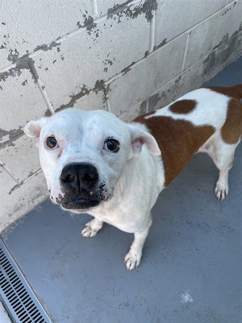 CLIFFORD - American Pit Bull Terrier available for adoption