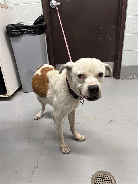 CLIFFORD - American Pit Bull Terrier available for adoption