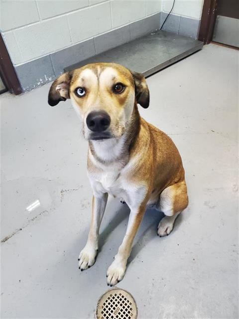 BIG FOOT - Carolina Dog available for adoption