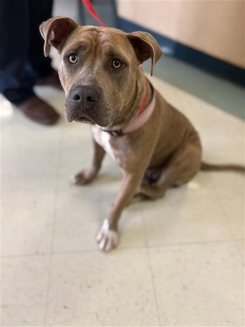 MOLLY - American Pit Bull Terrier for adoption in Corpus Christi