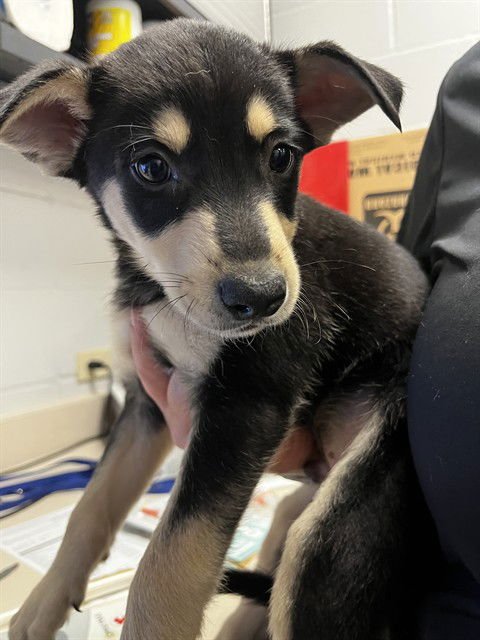 WOODY - Labrador Retriever available for adoption