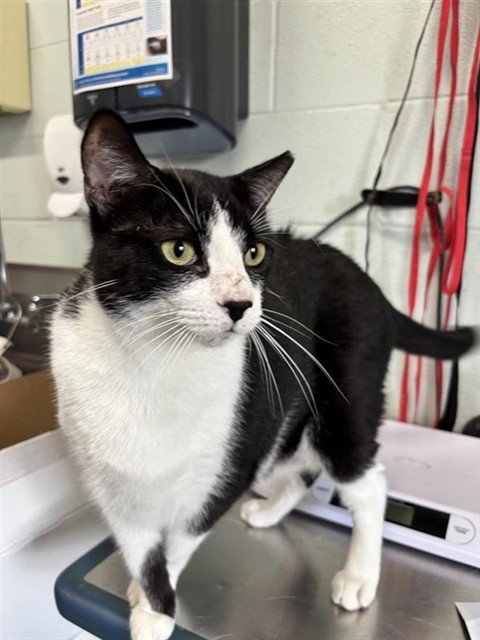 BLACK CAT - Domestic Short Hair for adoption in Corpus Christi