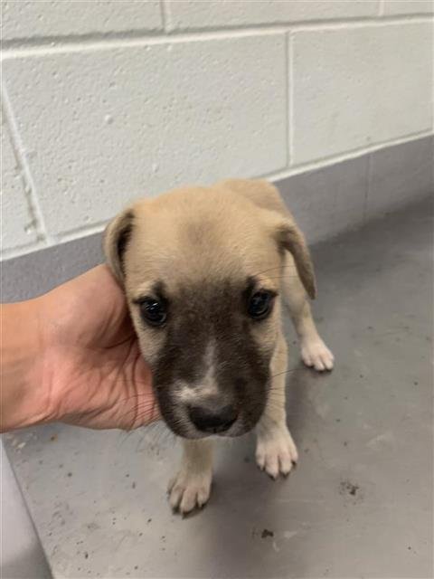BOOTS - Black Mouth Cur available for adoption